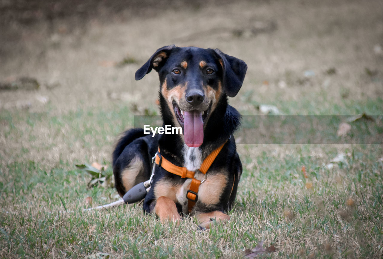 PORTRAIT OF DOG SITTING IN GRASS