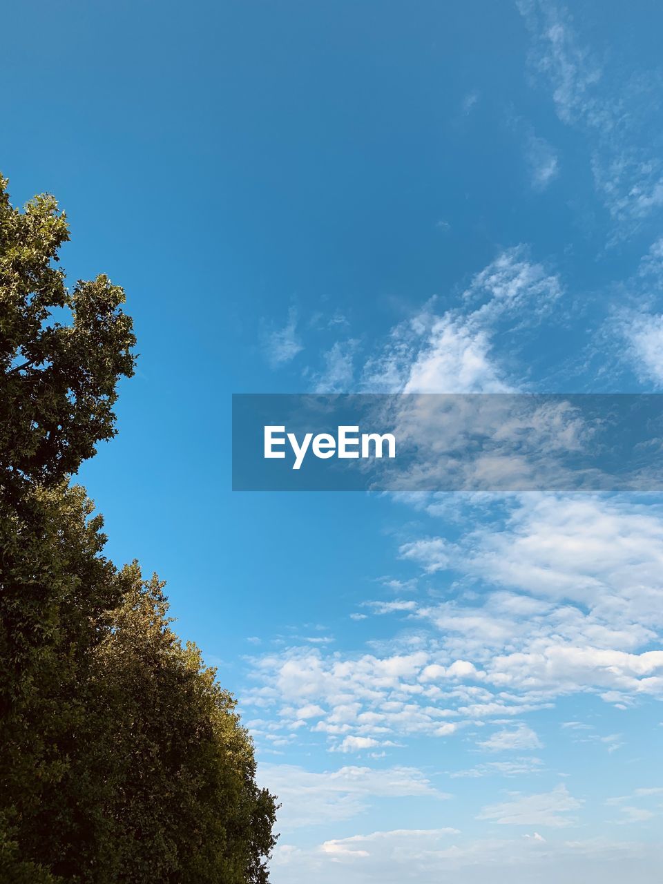 LOW ANGLE VIEW OF TREES AGAINST SKY