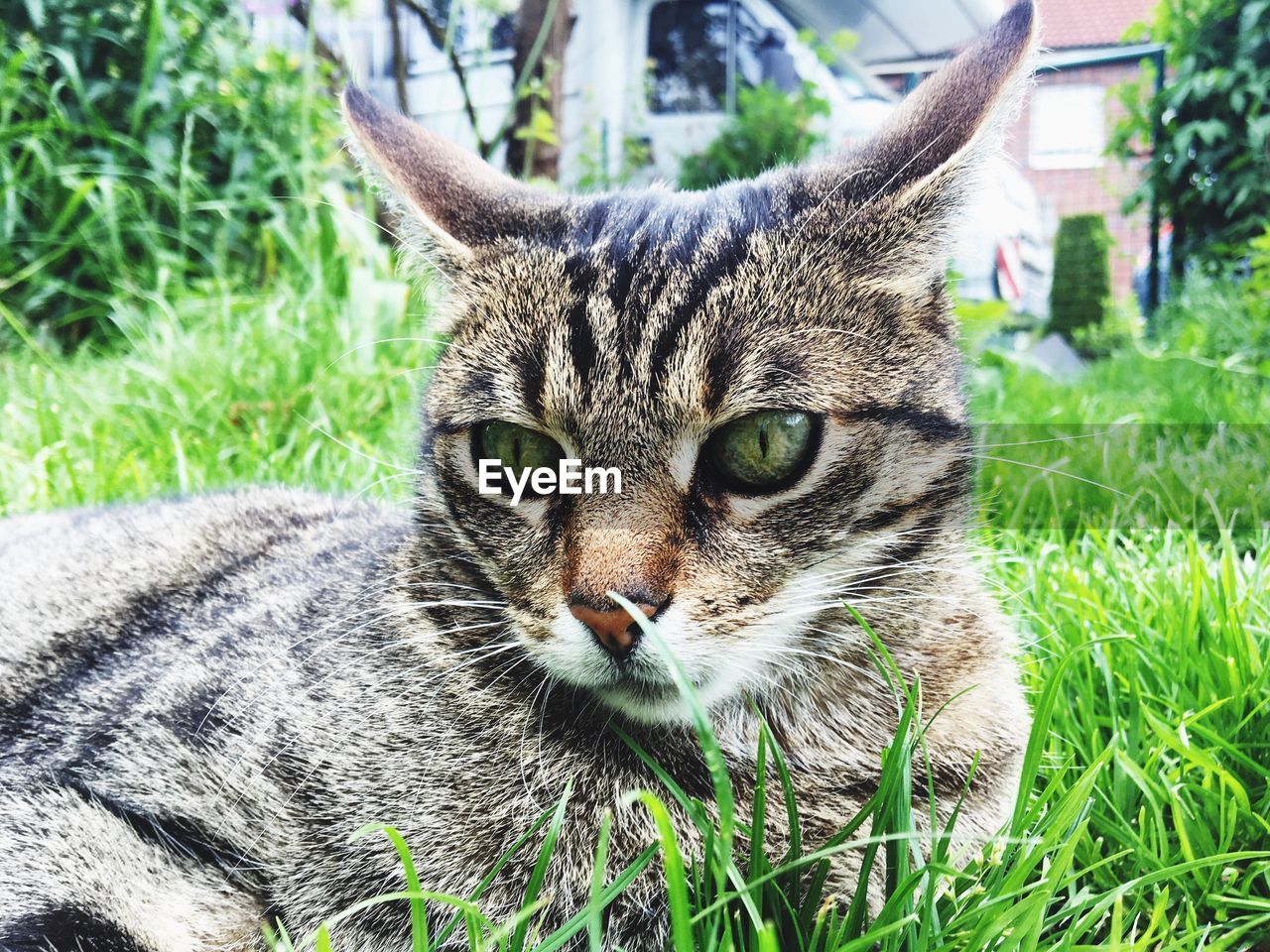 Portrait of cat in grass