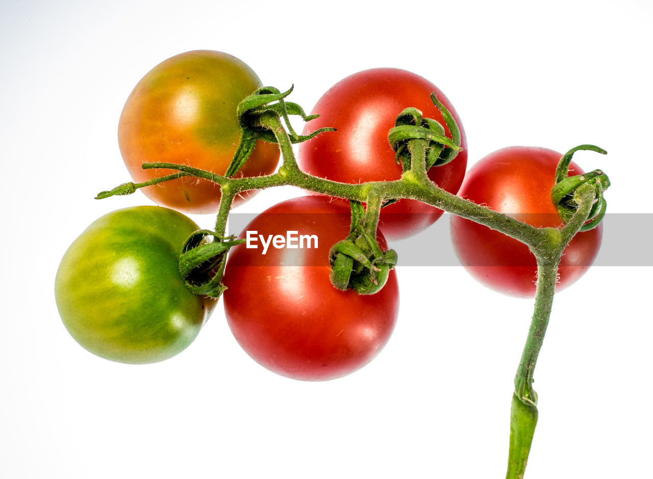 Vine of tomatoes on white background