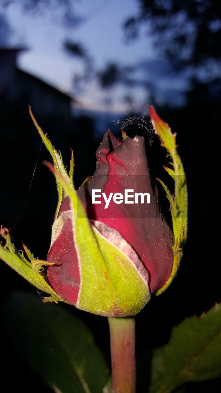 CLOSE-UP OF PLANT AGAINST WATER