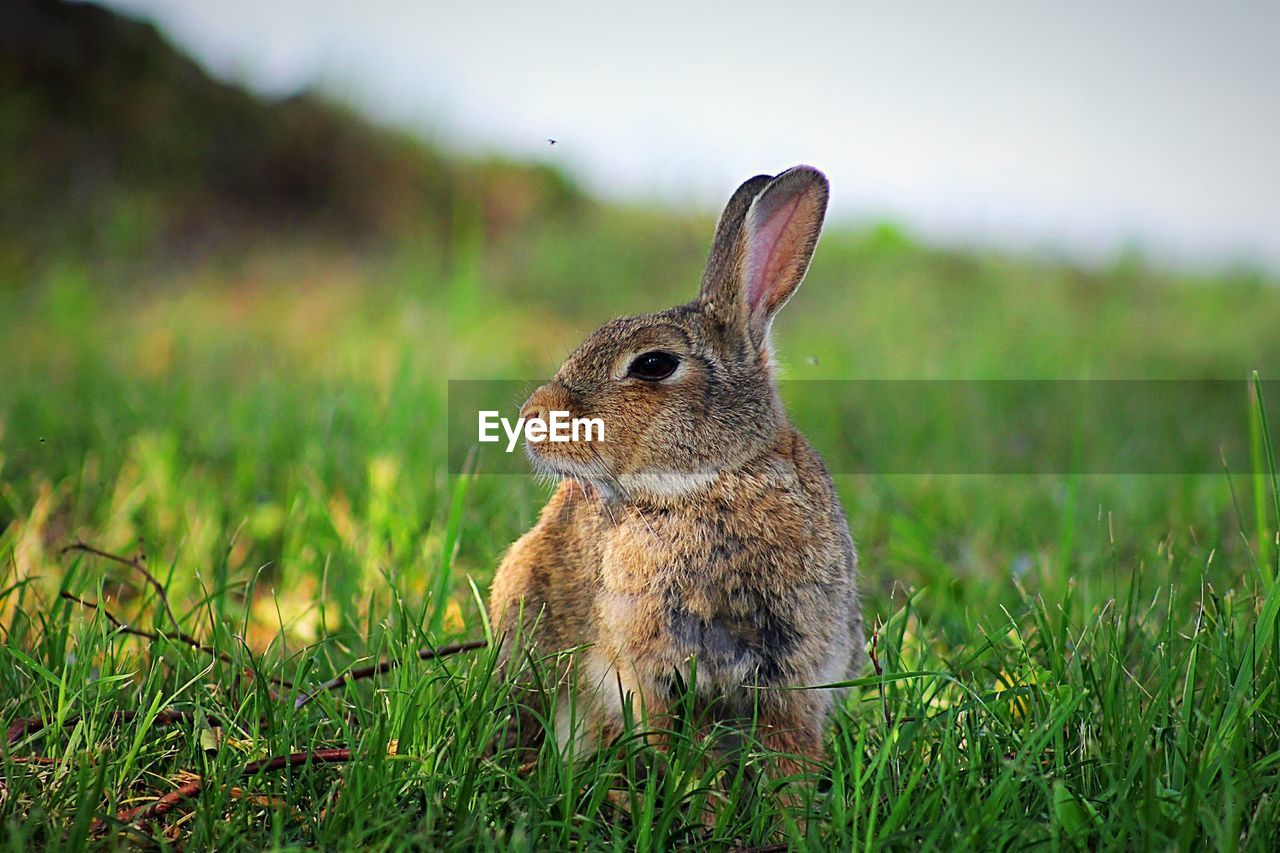 Rabbit on grassy field