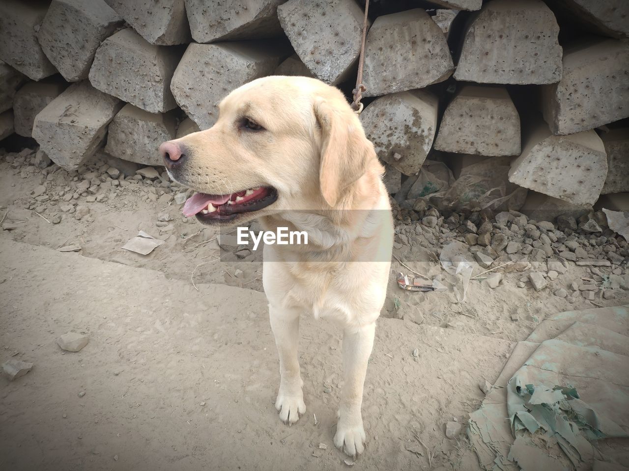 HIGH ANGLE VIEW OF DOG LOOKING AWAY AGAINST STONE WALL