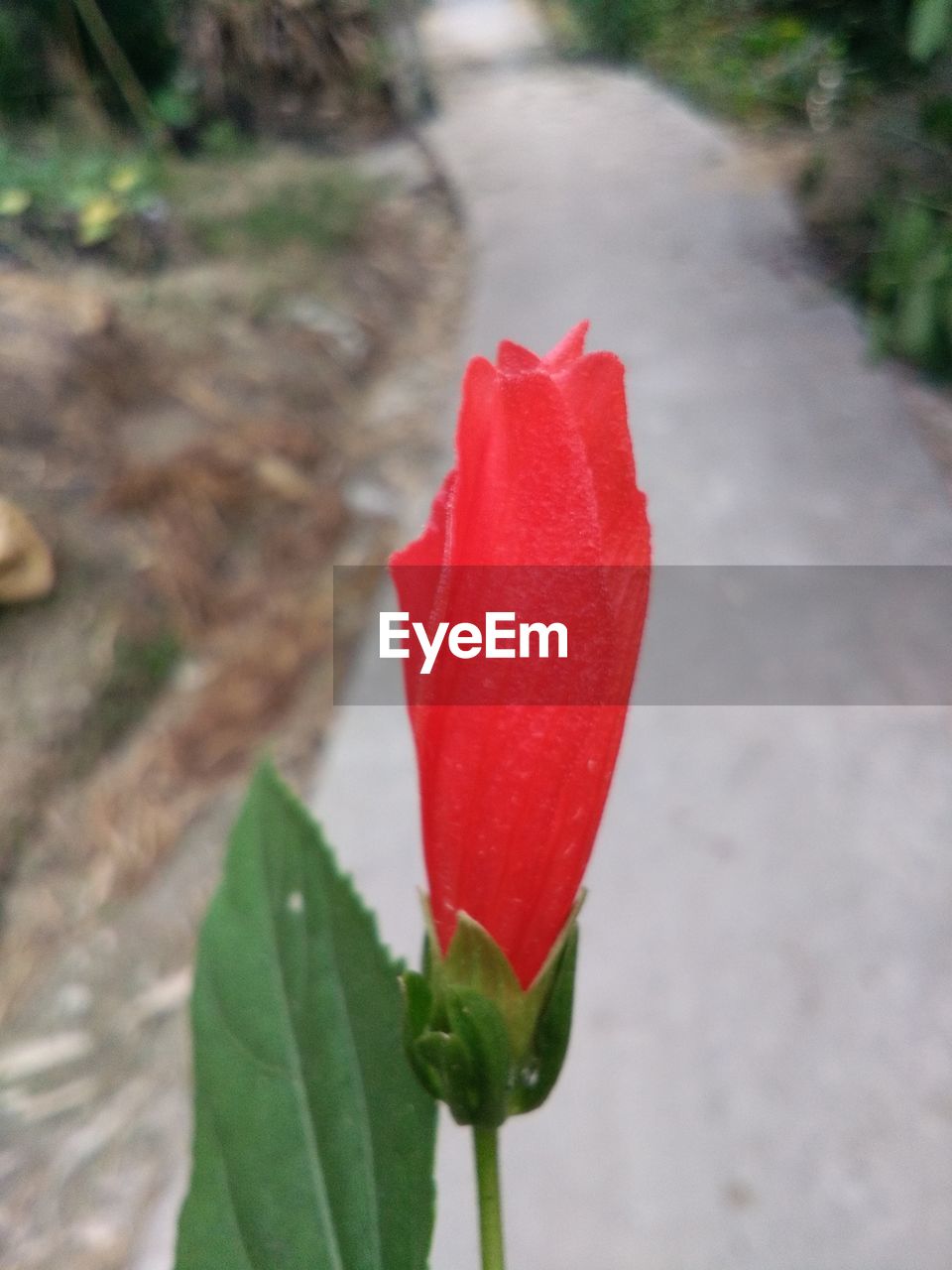 CLOSE-UP OF RED ROSE ON LEAF