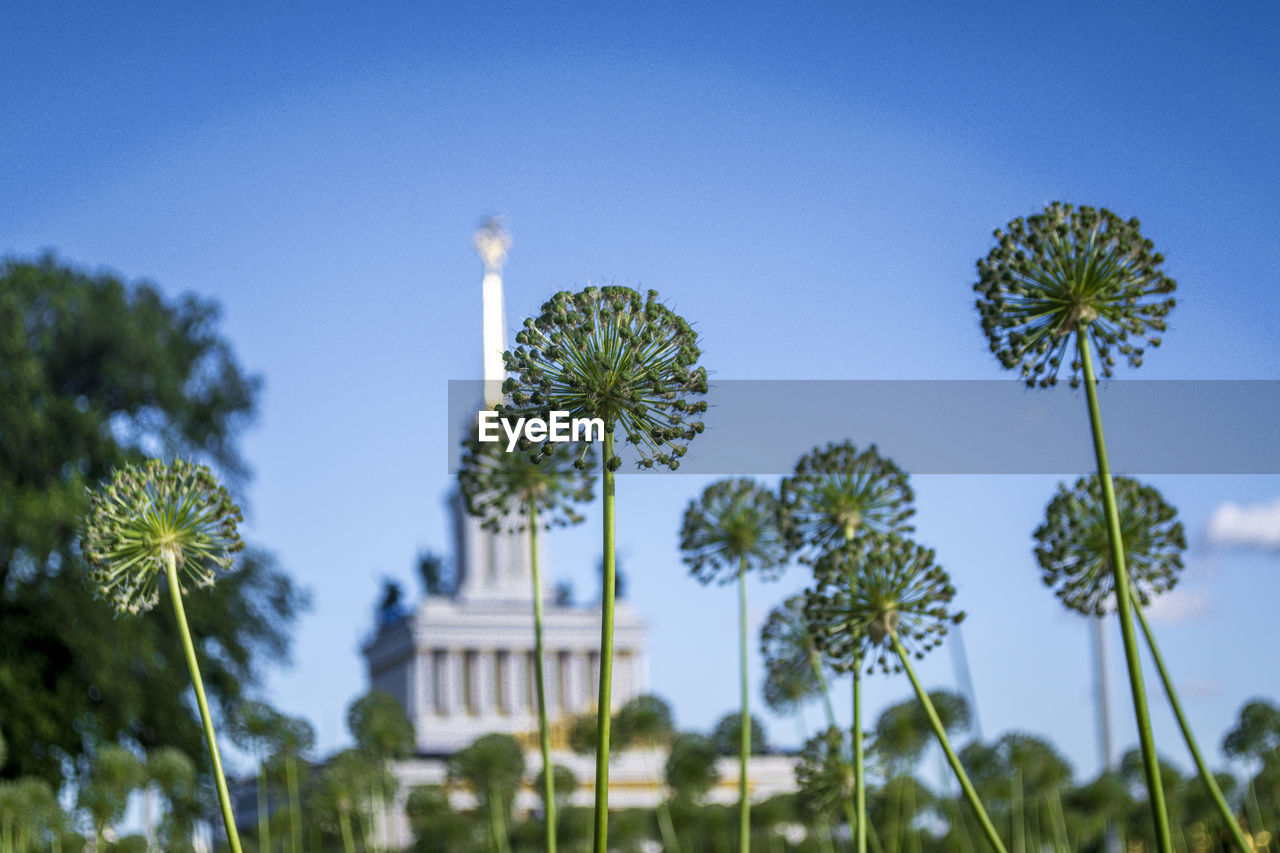 Low angle view of palm trees against blue sky