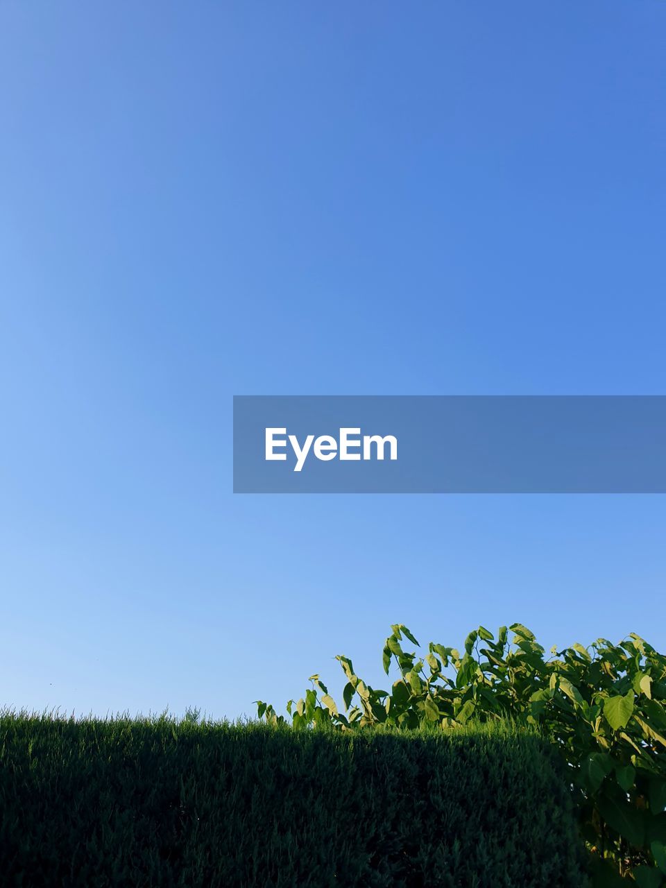 PLANTS GROWING ON FIELD AGAINST CLEAR SKY