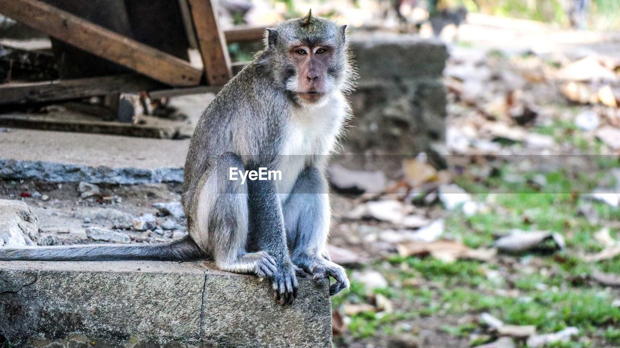 Monkey in ubud bali indonesia