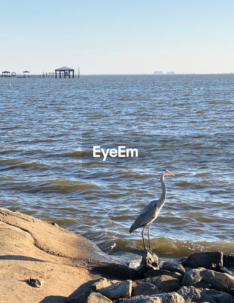VIEW OF BIRD ON BEACH