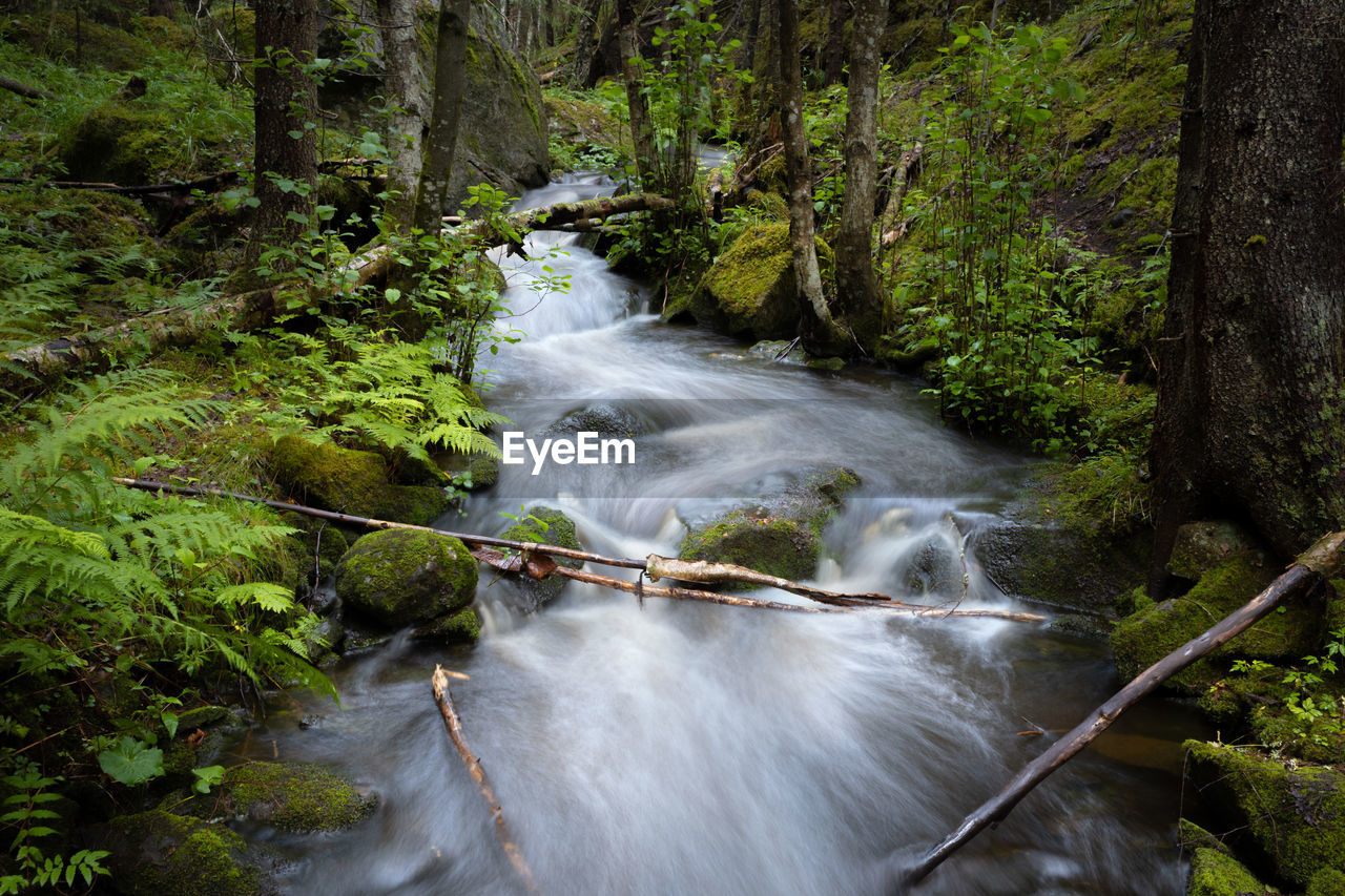 Creek flowing in a nordic forest