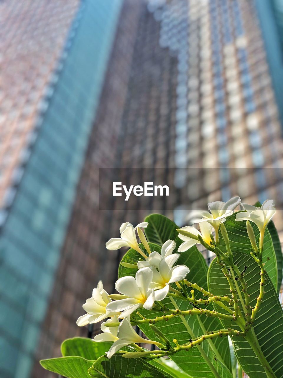 Low angle view of flowering plant against building
