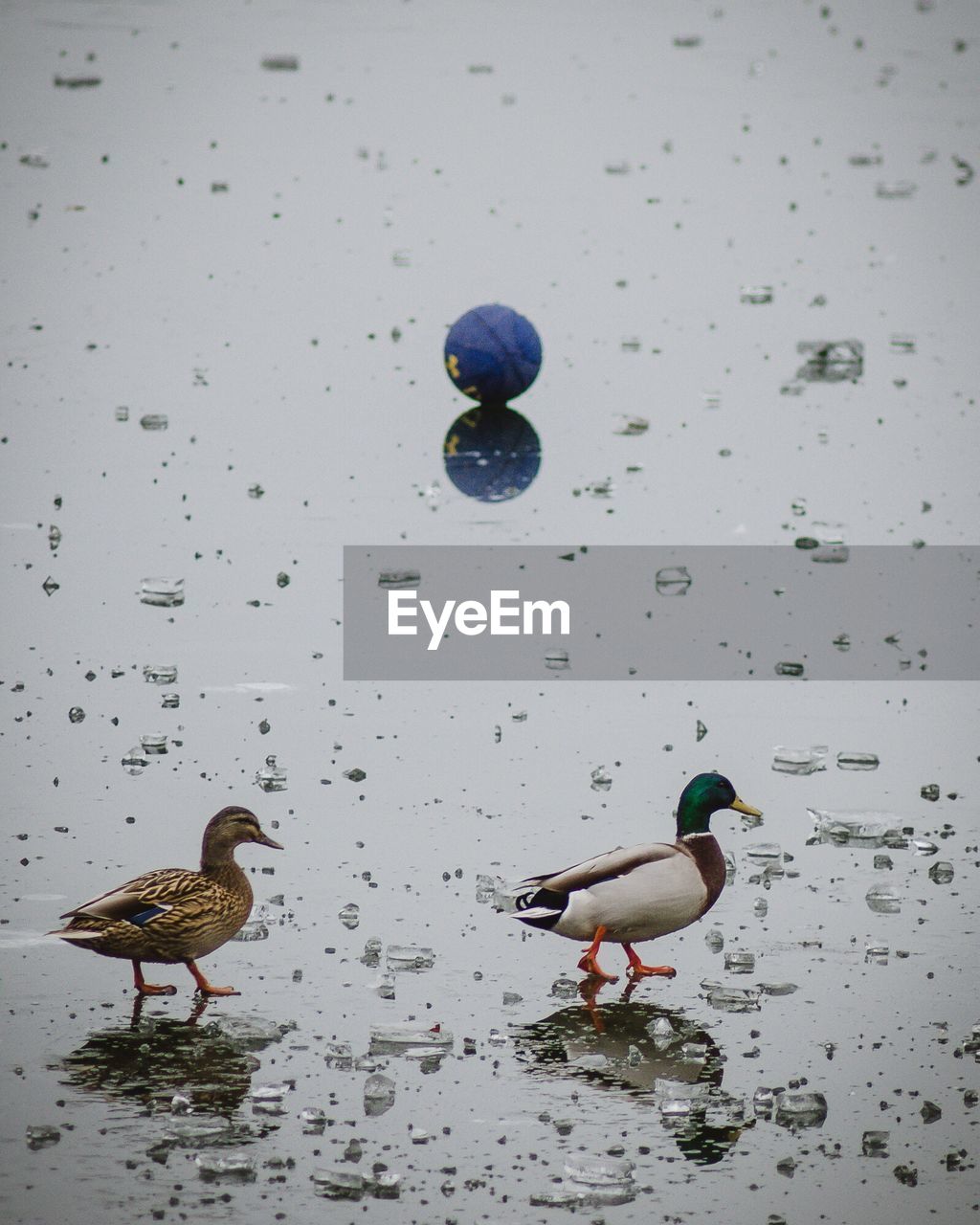 DUCK SWIMMING ON WATER