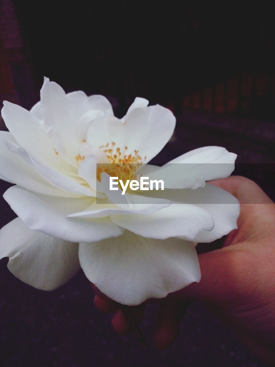 Cropped image of hand holding white flower