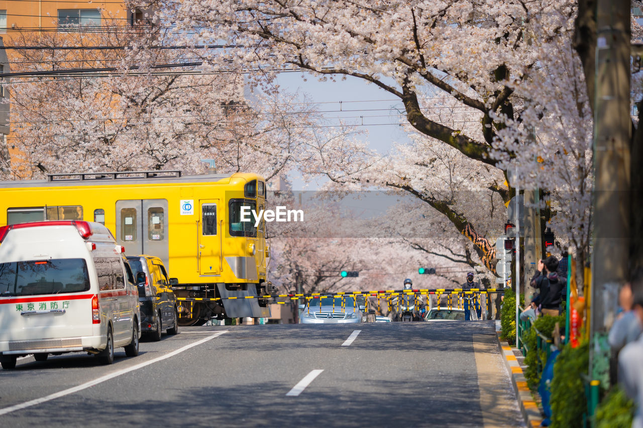 VIEW OF YELLOW CHERRY BLOSSOM IN CITY
