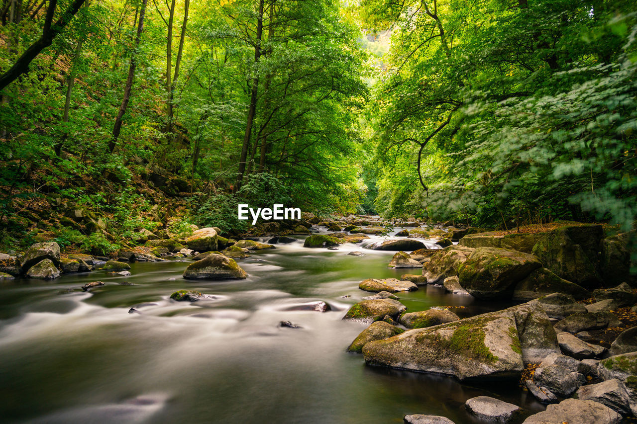 STREAM FLOWING AMIDST ROCKS IN FOREST