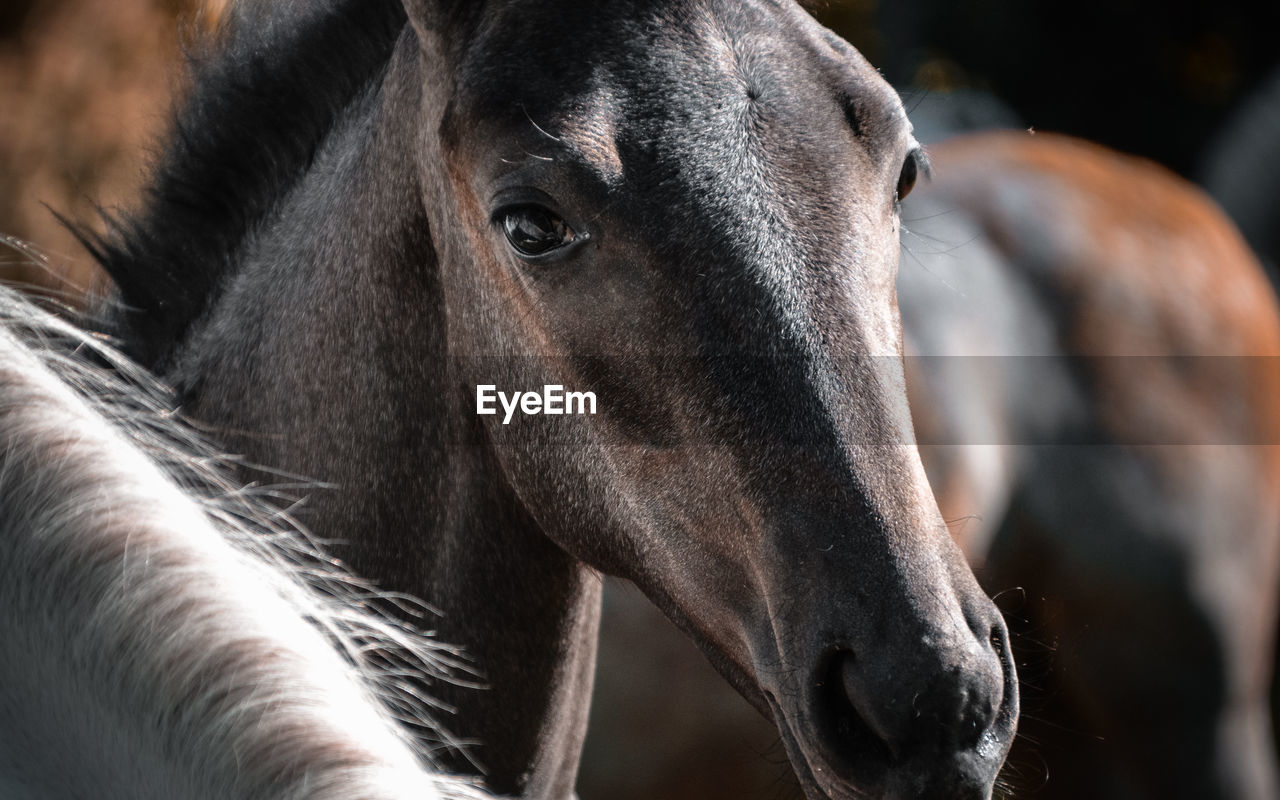 Close-up portrait of horse