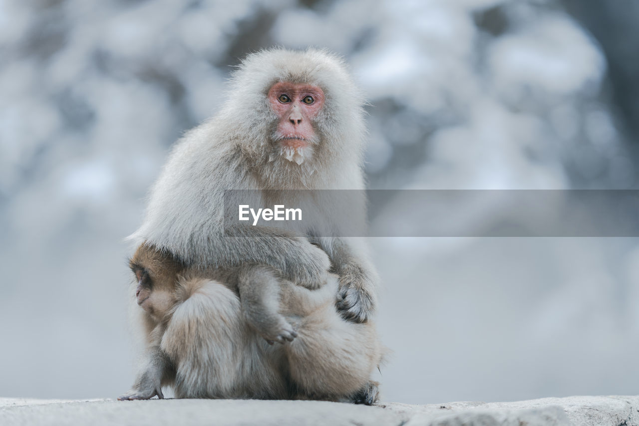 MONKEY SITTING ON SNOW COVERED LANDSCAPE