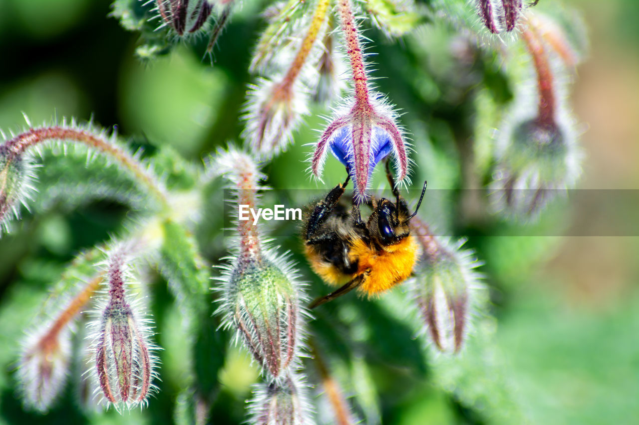 CLOSE-UP OF HONEY BEE POLLINATING ON PURPLE FLOWER