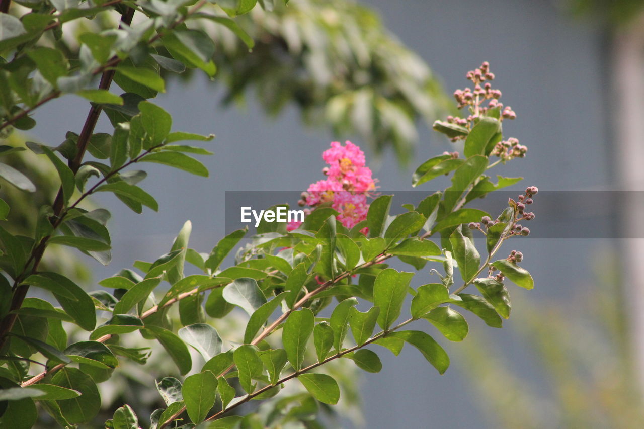 CLOSE-UP OF FLOWERING PLANTS