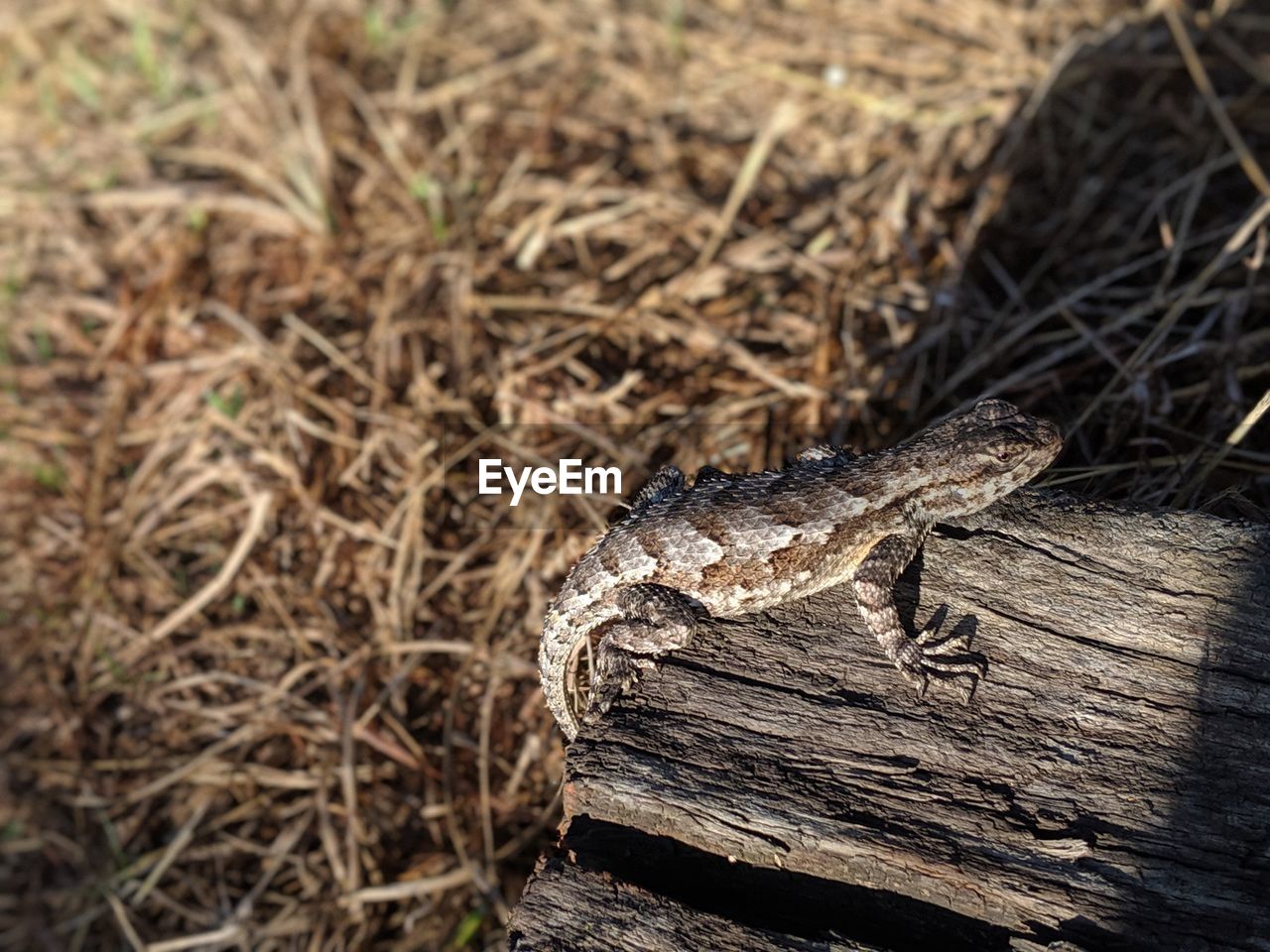 HIGH ANGLE VIEW OF A LIZARD ON WOOD