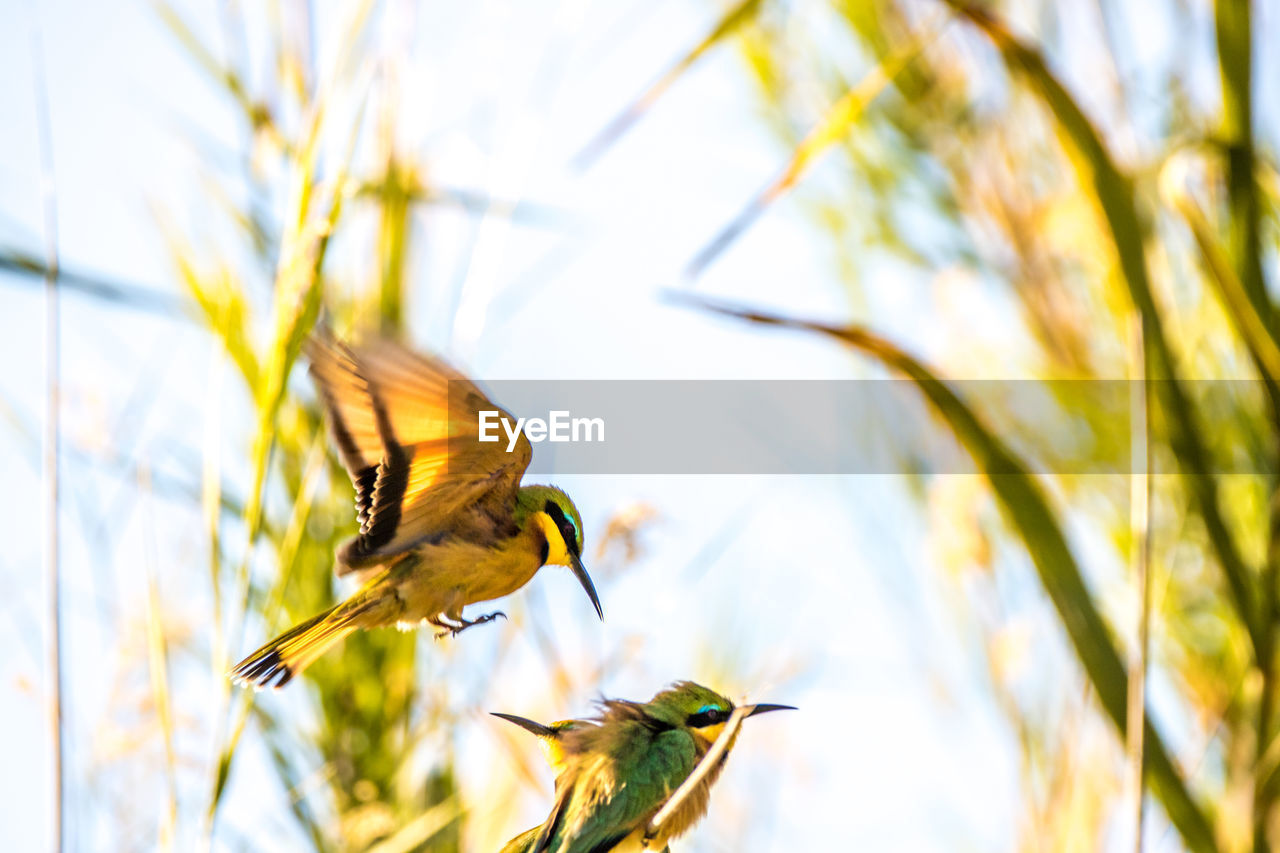 Low angle view of birds against sky