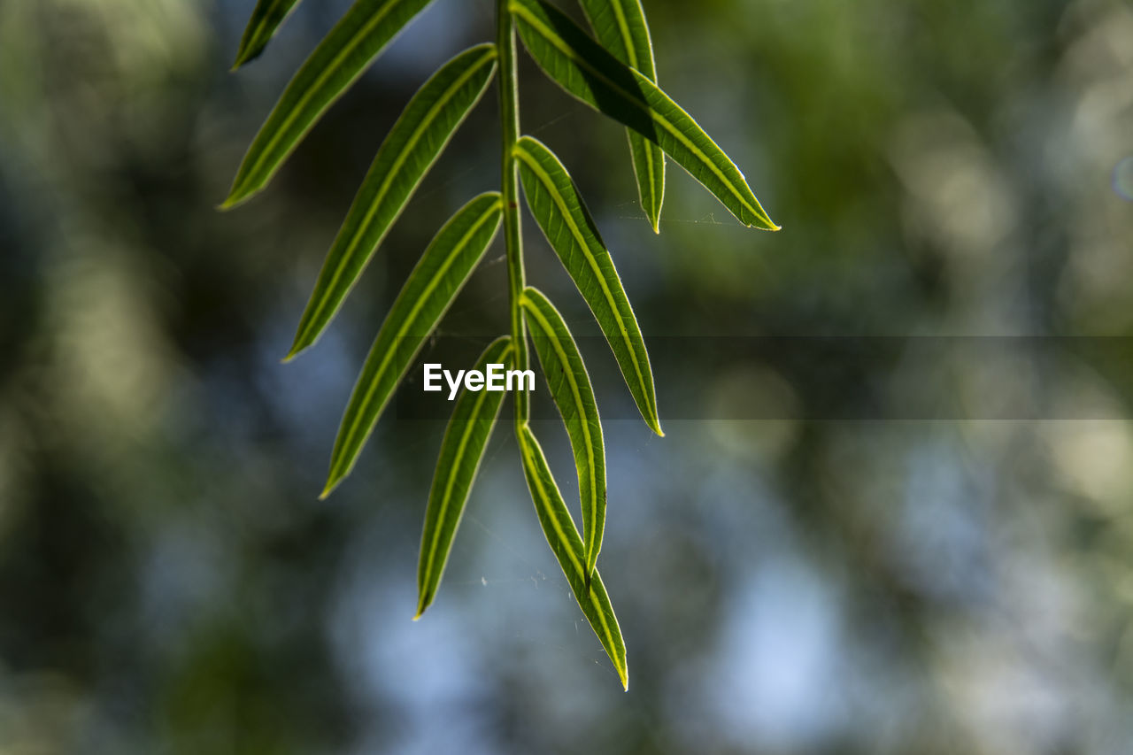 CLOSE-UP OF PLANT IN SUNLIGHT