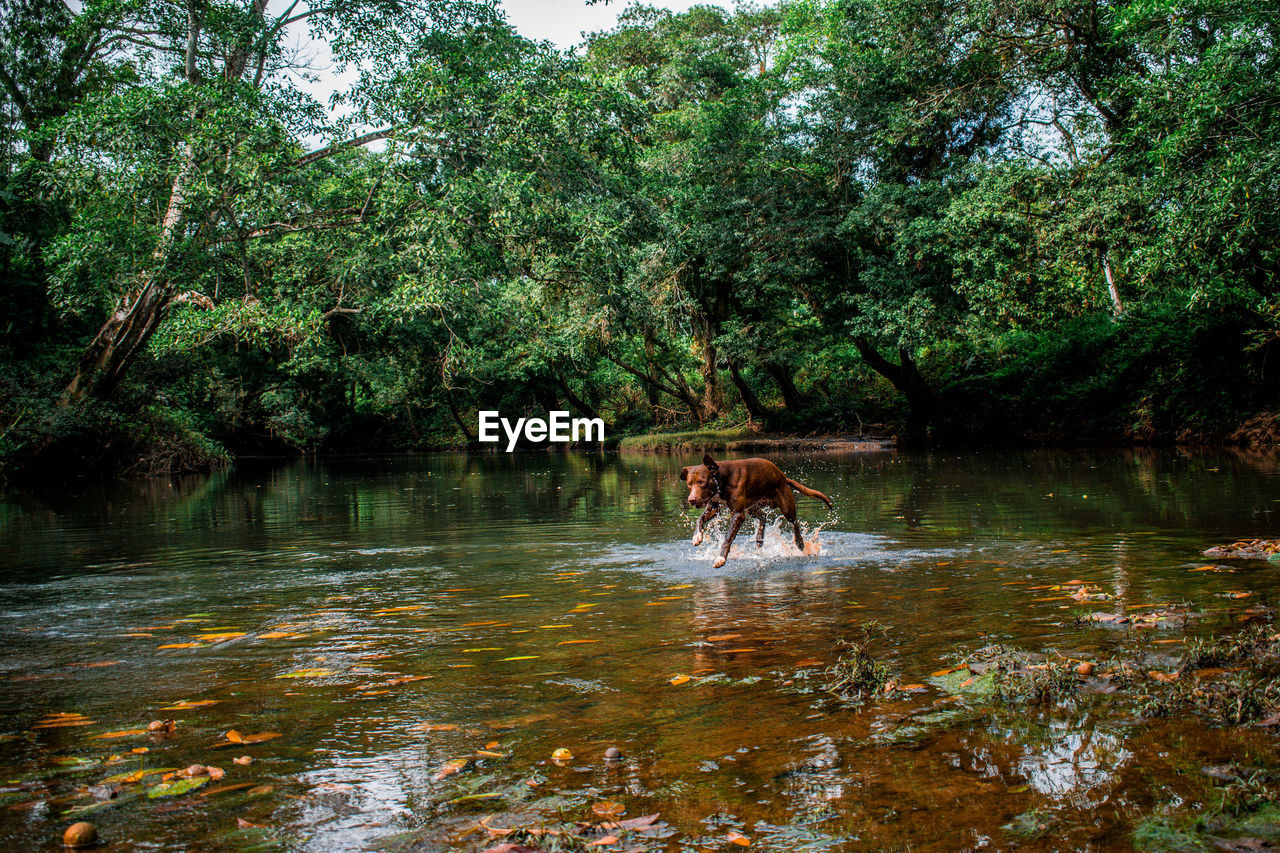 HORSES IN A LAKE