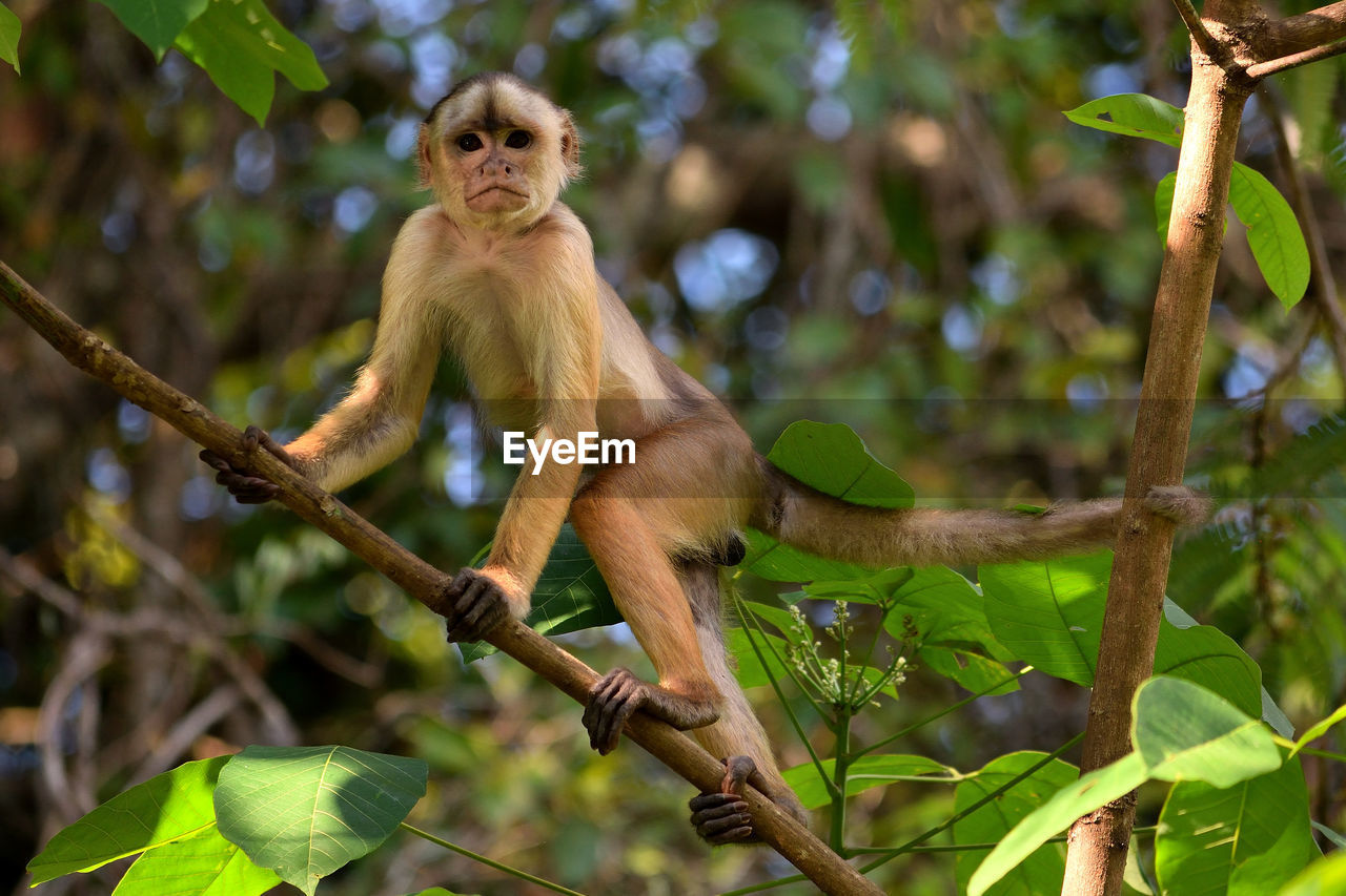 LOW ANGLE VIEW OF MONKEY SITTING ON BRANCH