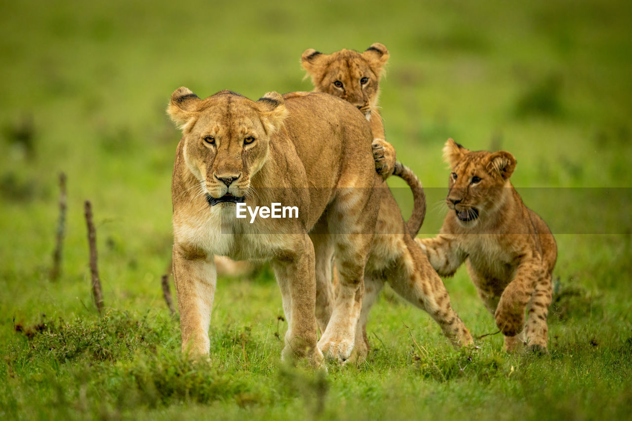 Two cubs attack lioness walking in grass