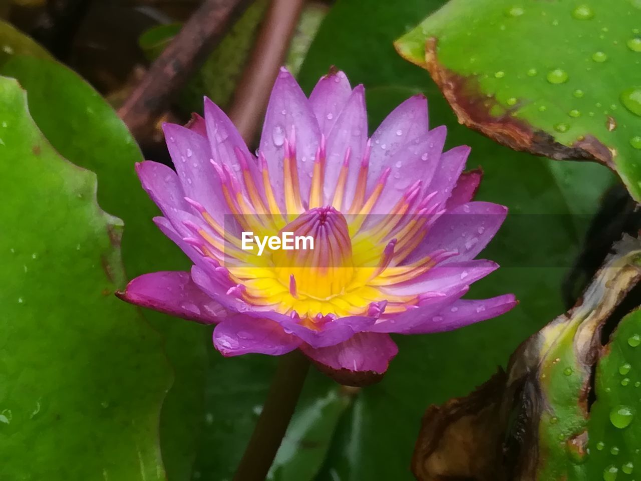 CLOSE-UP OF WATER LILY IN POND ON PLANT