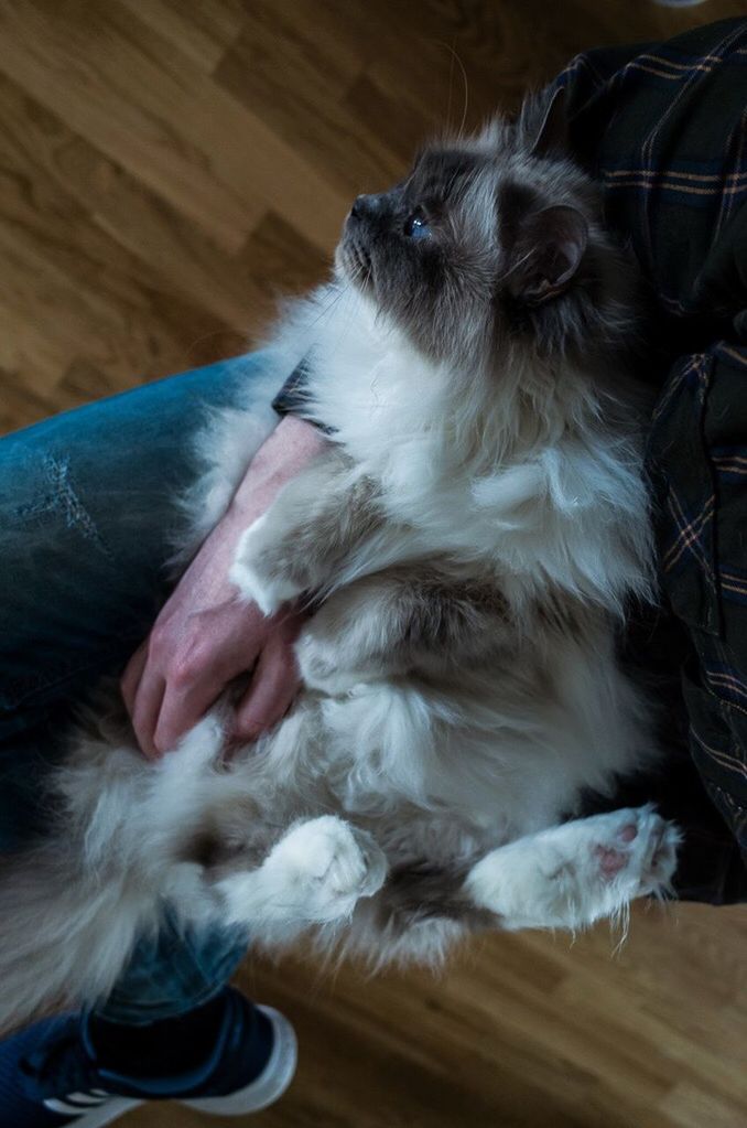 DOG RESTING ON GROUND