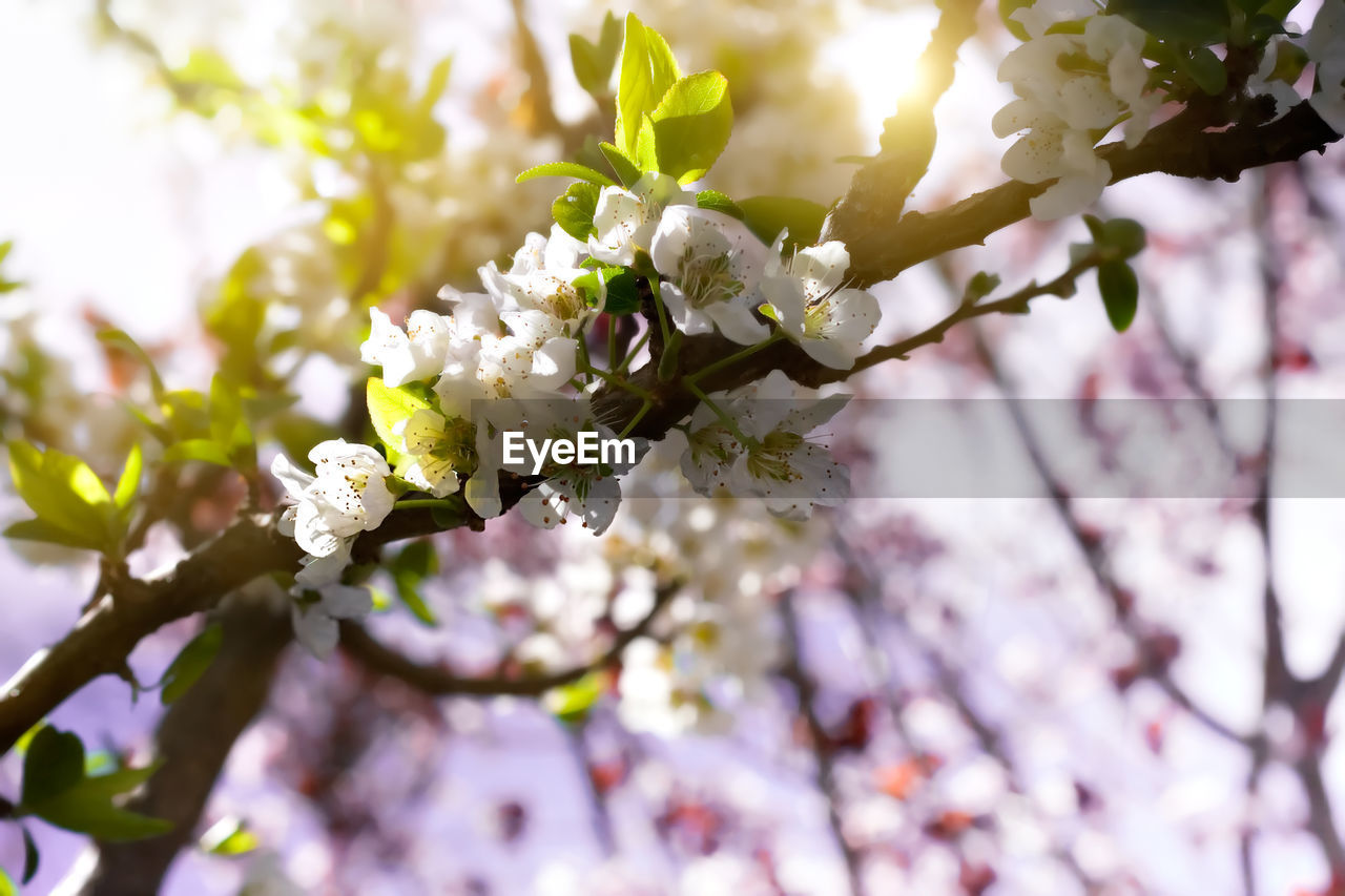 Close-up of cherry blossoms in spring