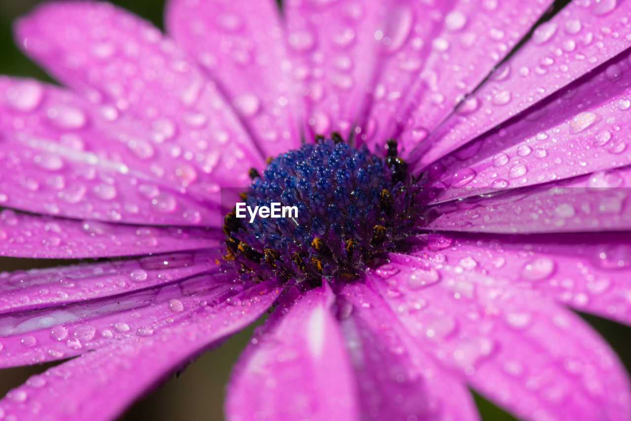 Full frame shot of water drops on pink flower