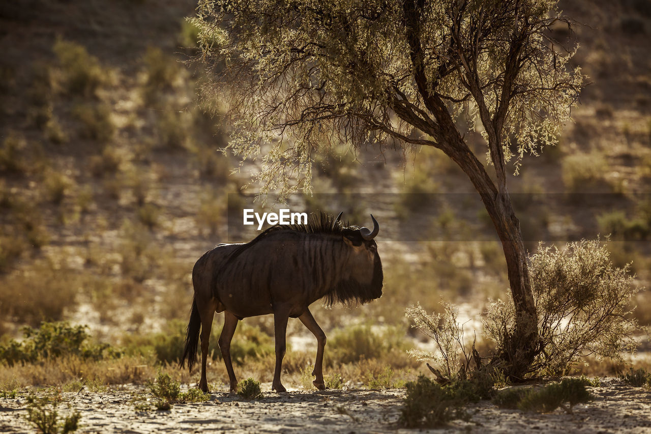 Blue wildebeest standing in field