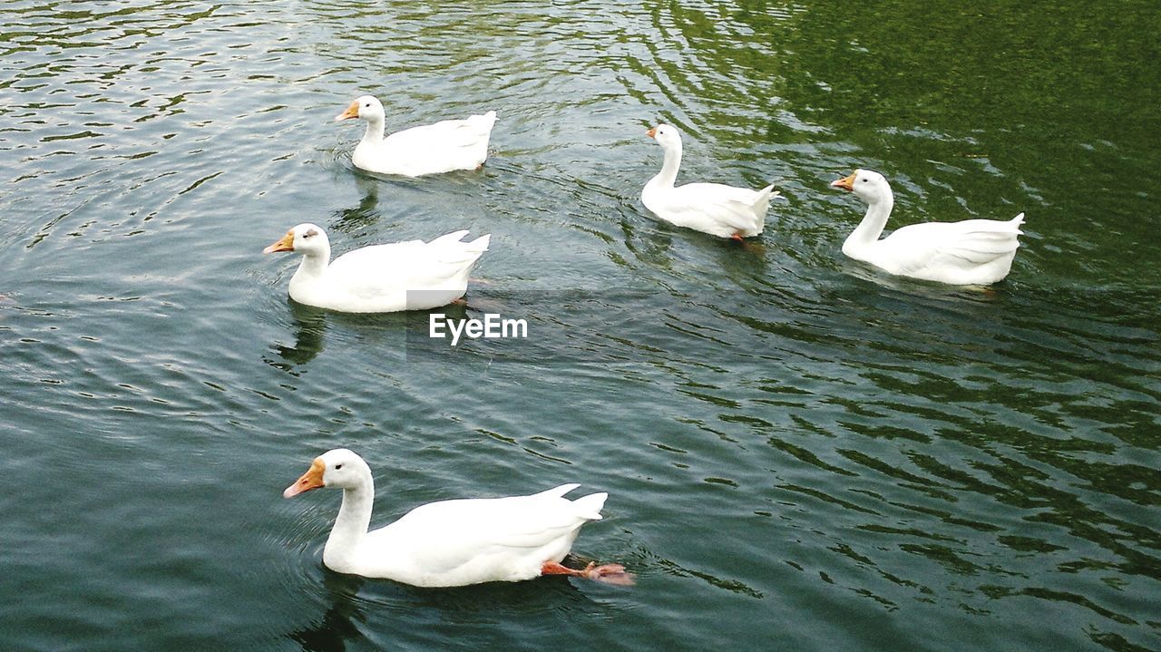 HIGH ANGLE VIEW OF SWANS IN LAKE