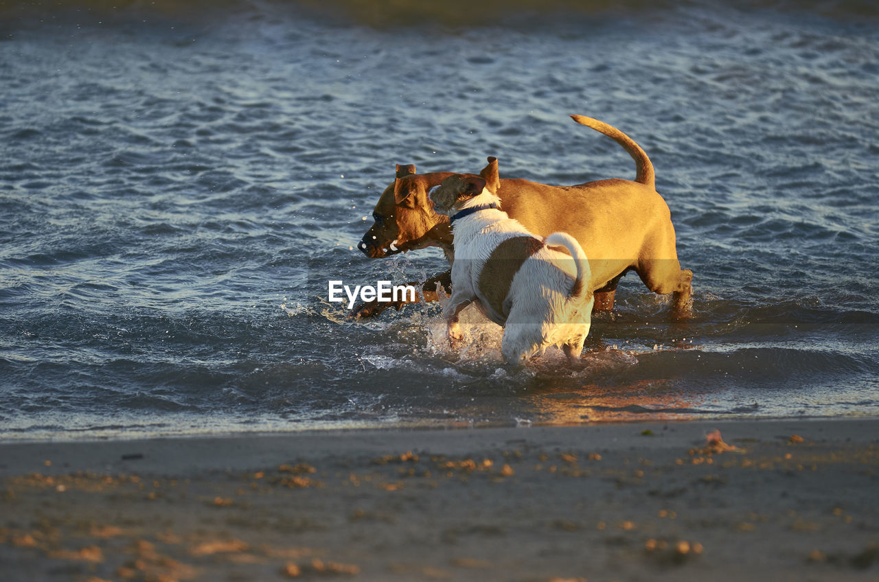 DOG ON A BEACH