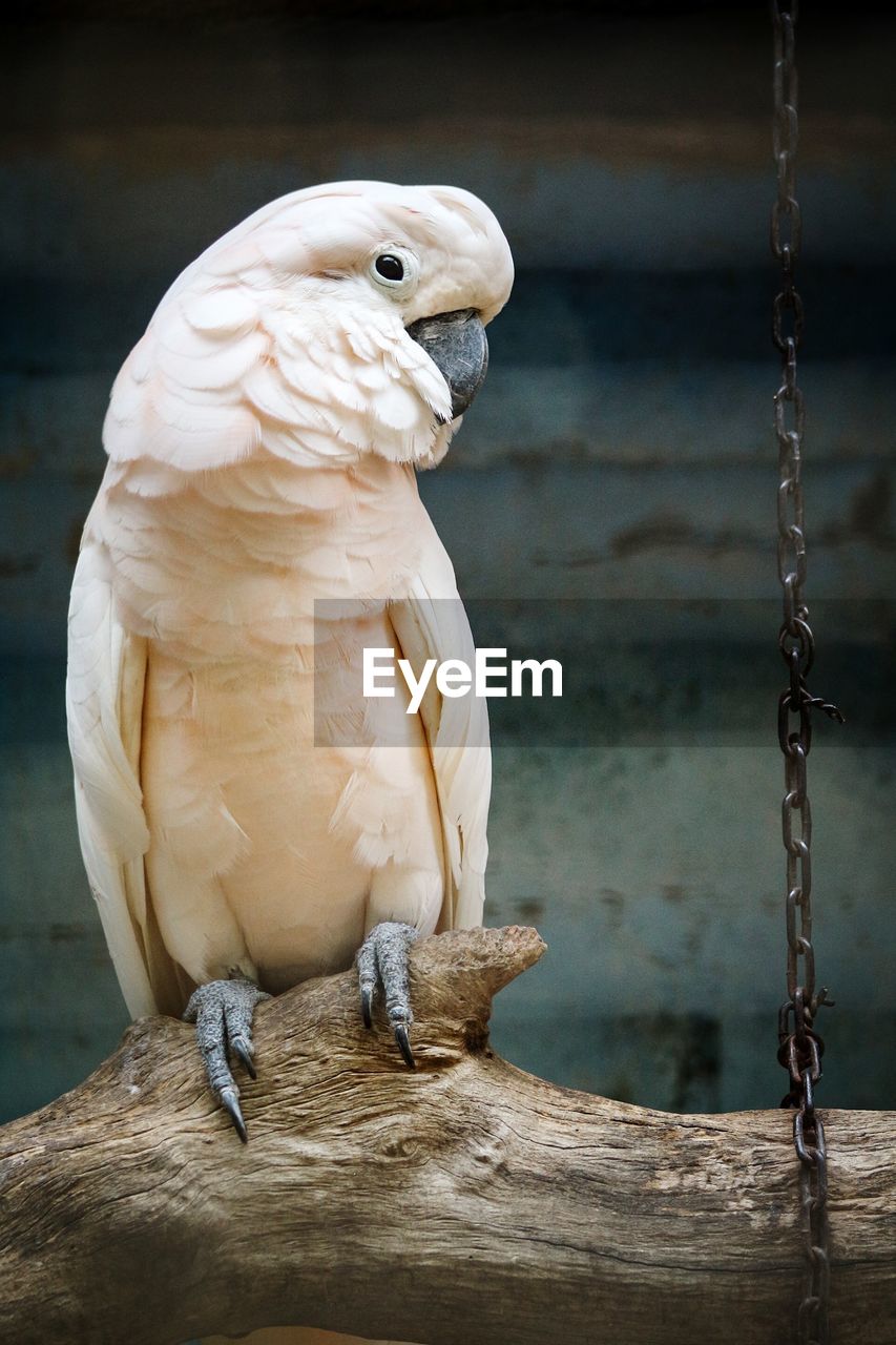 Close-up of parrot perching on wood