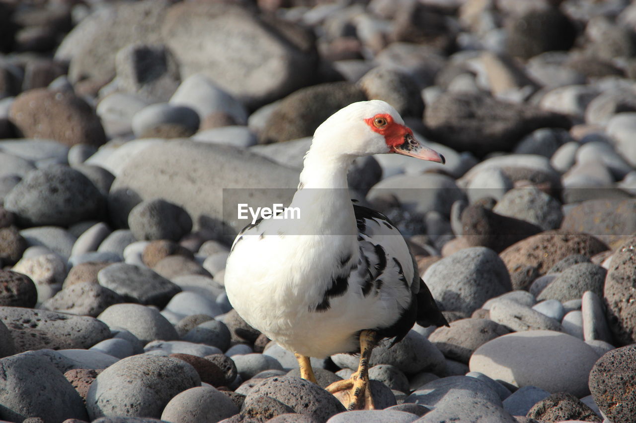 CLOSE-UP OF SEAGULL ON STONES