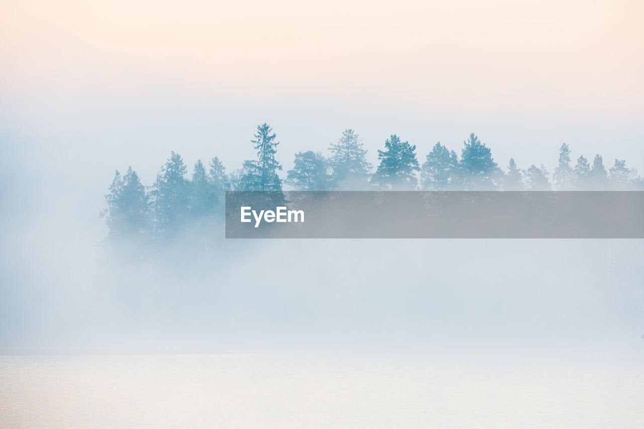 Trees behind misty lake