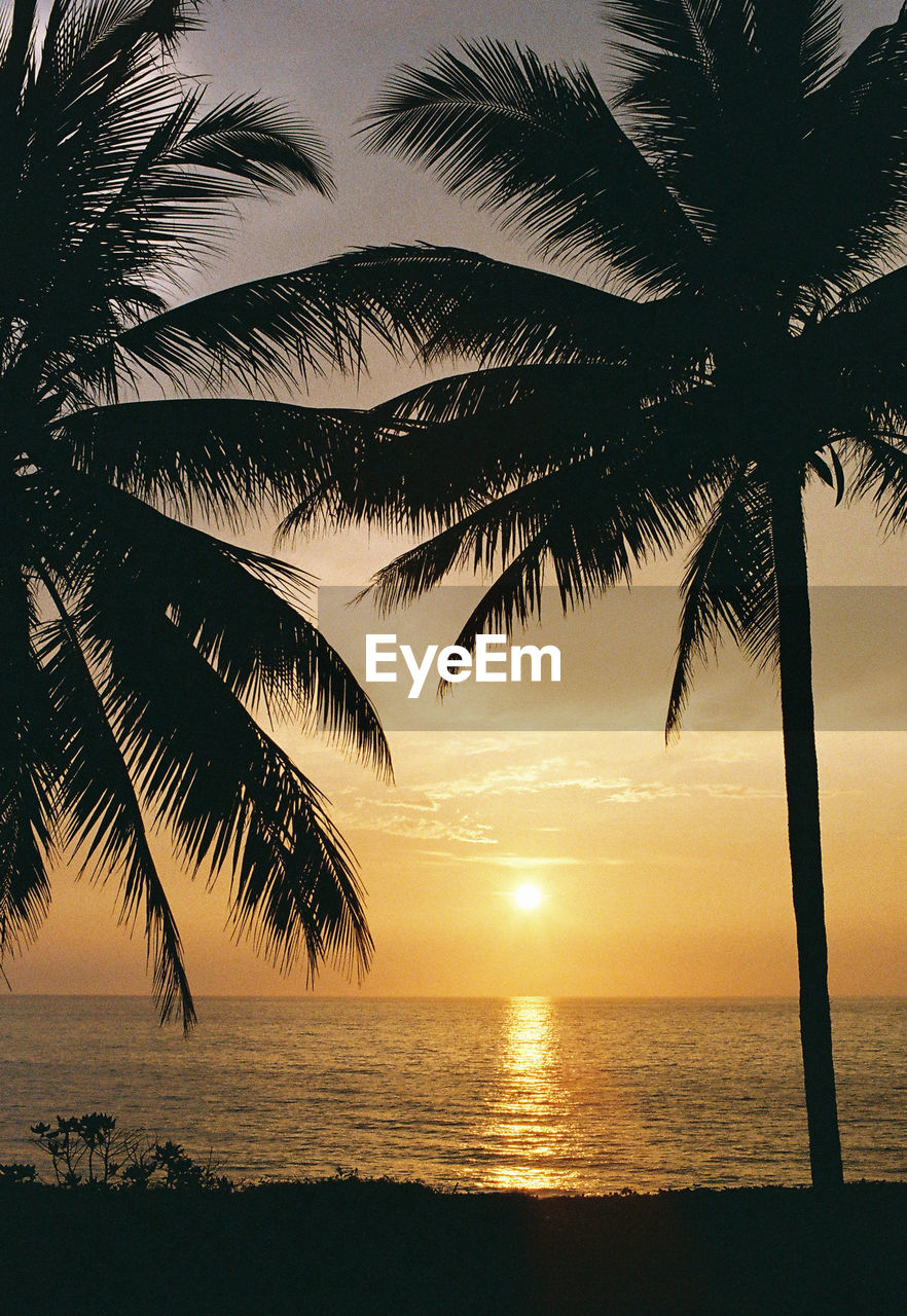 SILHOUETTE PALM TREES AT BEACH DURING SUNSET