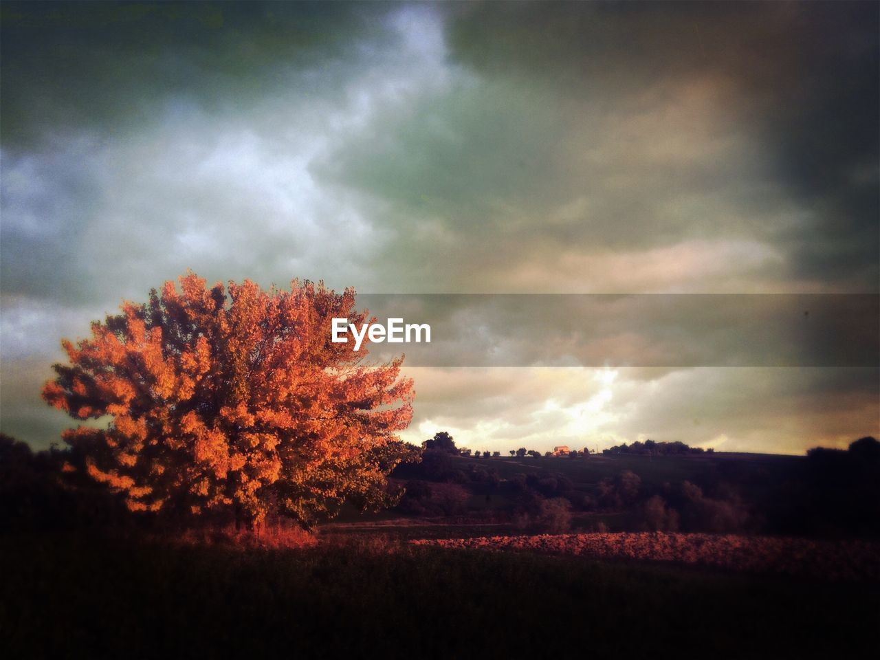 SILHOUETTE OF TREES ON FIELD AGAINST CLOUDY SKY