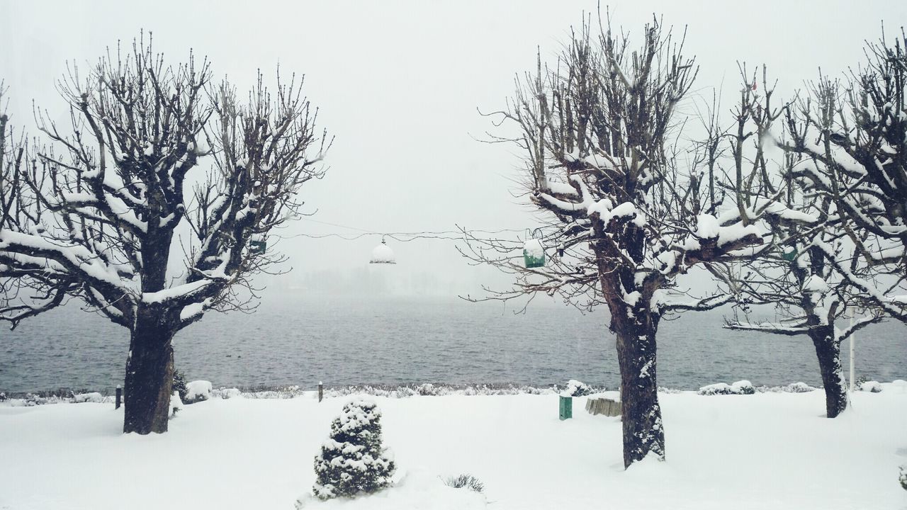 SNOW COVERED TREES IN WINTER