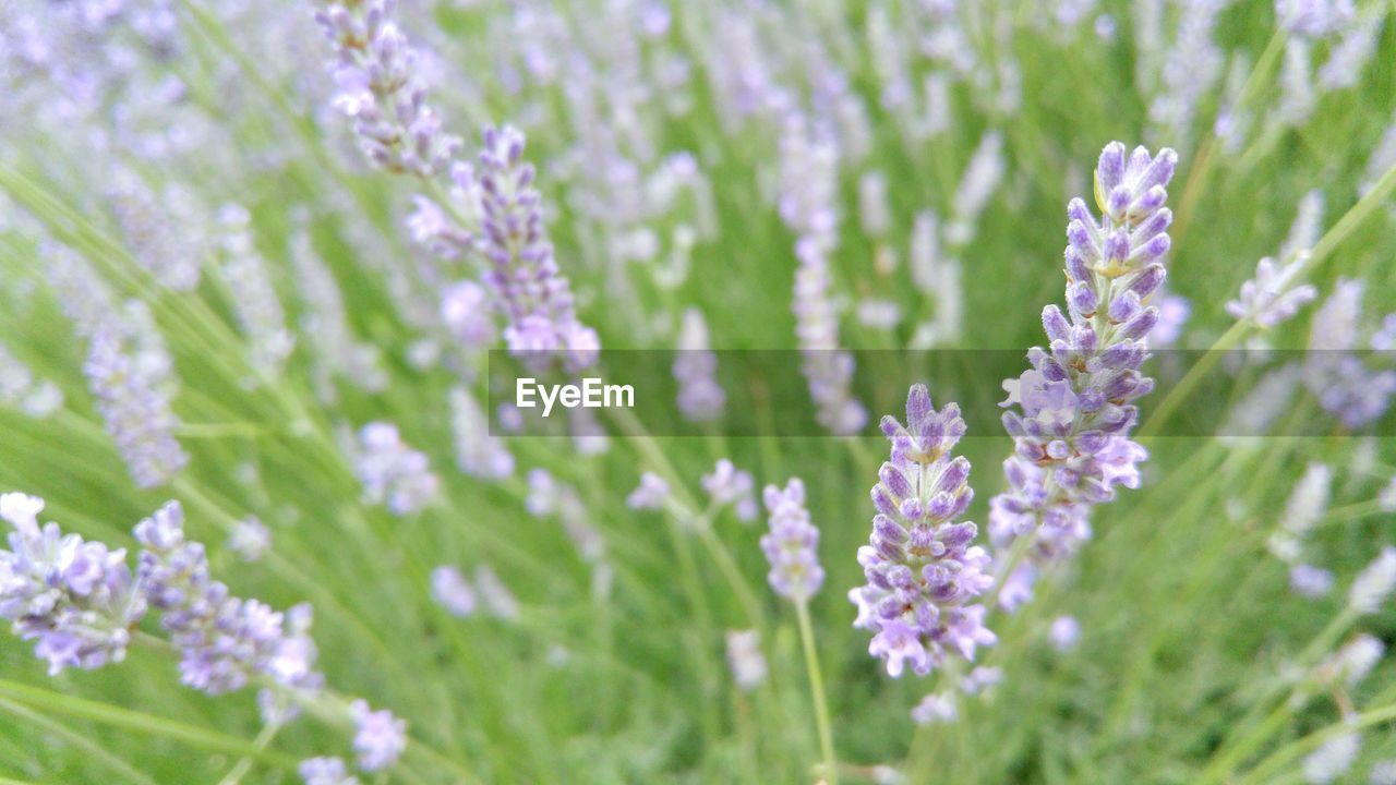 High angle view of lavenders blooming on field