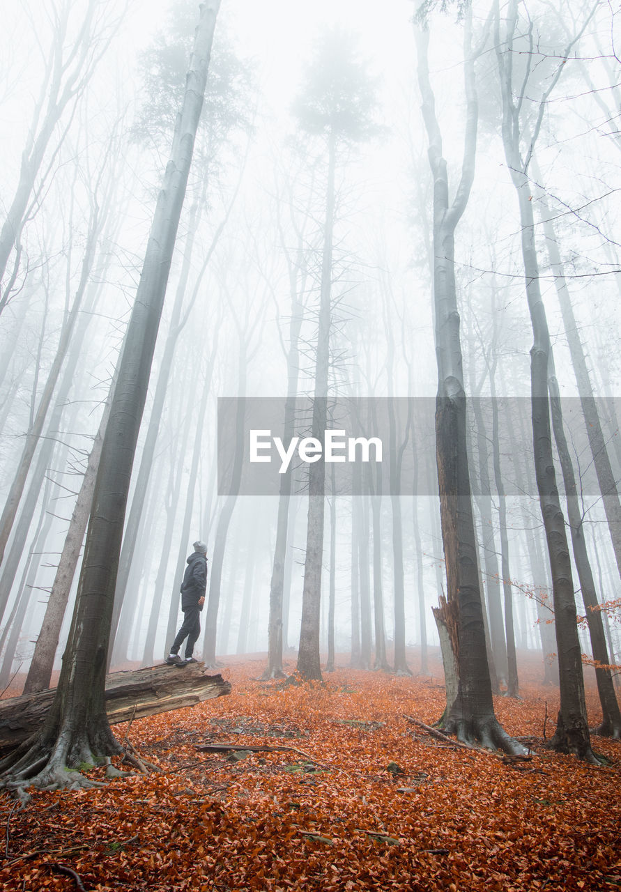 Man standing on a fallen tree watching the morning mist that surrounds and consumes