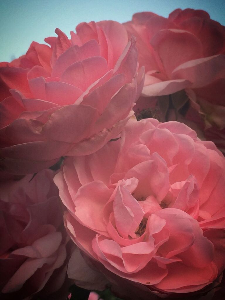 CLOSE-UP OF PINK ROSES