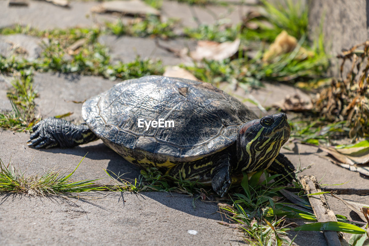 turtle, animal themes, reptile, animal, animal wildlife, tortoise, wildlife, one animal, shell, animal shell, nature, tortoise shell, no people, sea turtle, land, plant, outdoors, boredom, day, full length