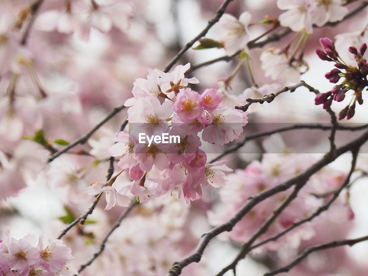 CLOSE-UP OF PINK CHERRY BLOSSOM