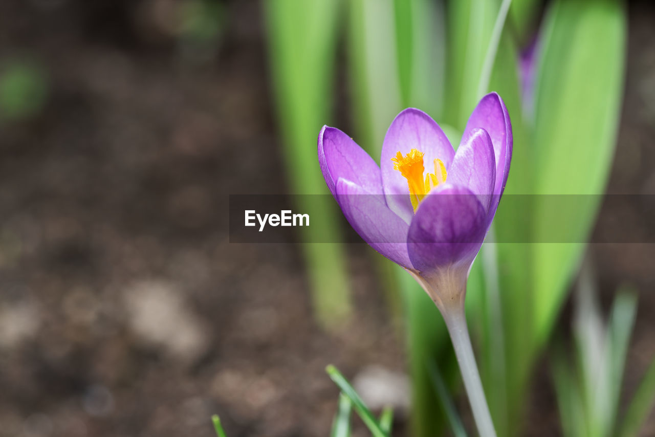 flower, flowering plant, plant, beauty in nature, crocus, freshness, petal, close-up, nature, fragility, purple, flower head, growth, inflorescence, iris, springtime, no people, focus on foreground, leaf, plant part, outdoors, botany, blossom, pink, macro photography, environment, land, day, pollen, selective focus, water, green