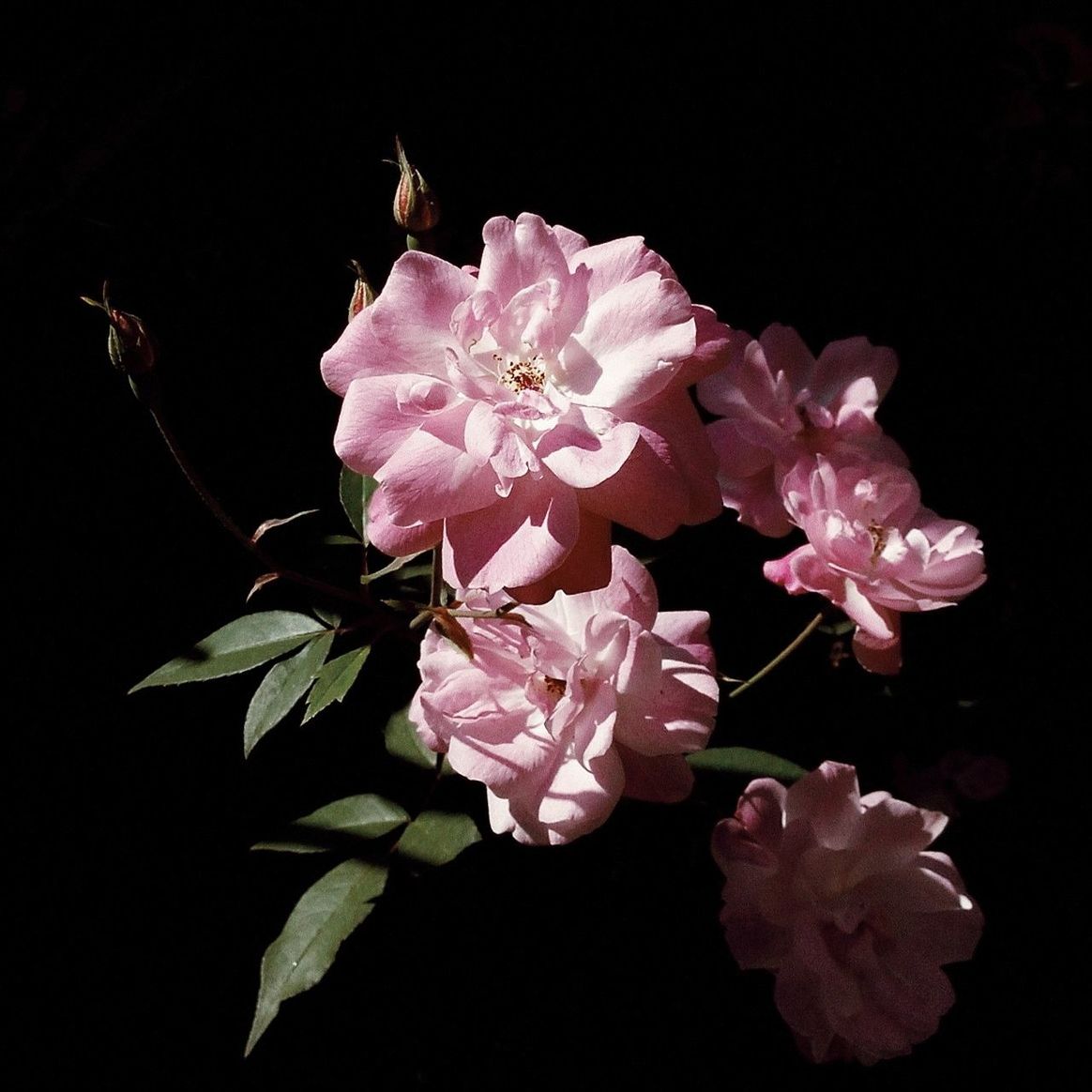 Close-up of pink flower over black background