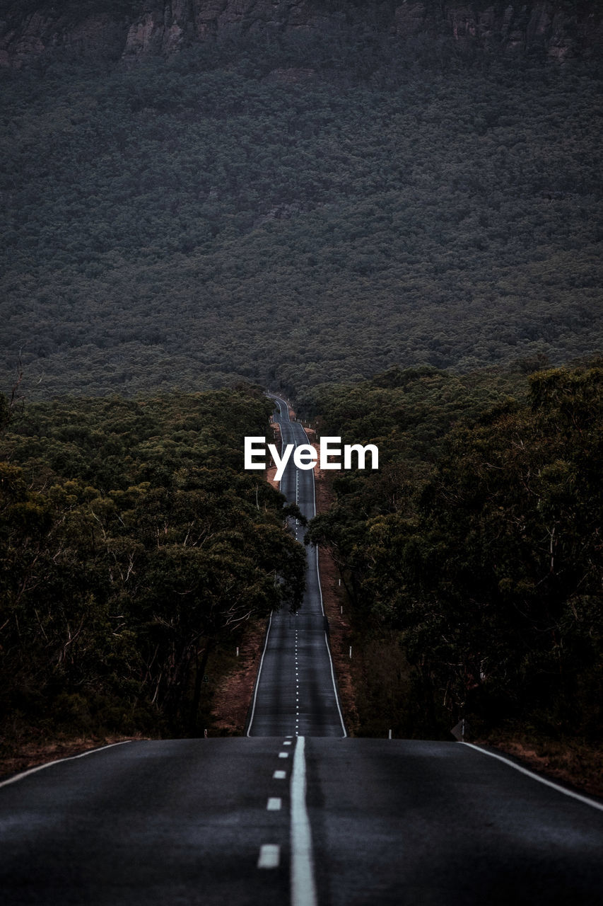 Surface level of empty road amidst trees