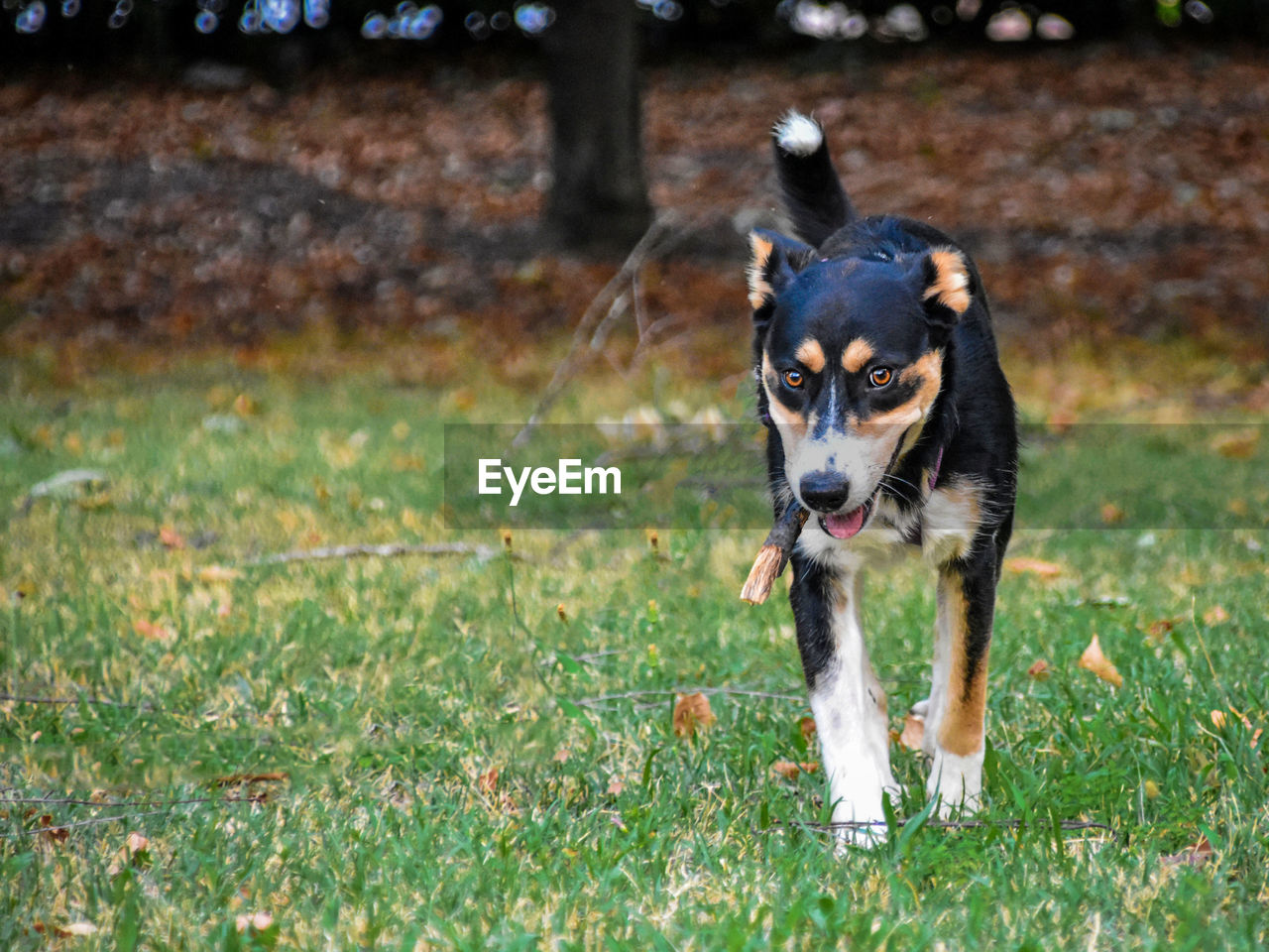 DOG RUNNING IN GRASS